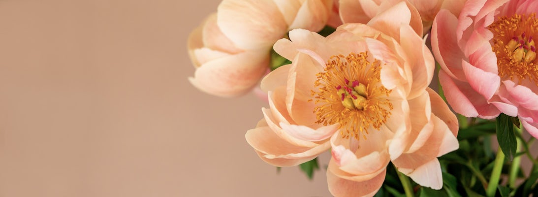 Delicate peach peonies with lush green leaves, perfect for summer decor or special celebrations.