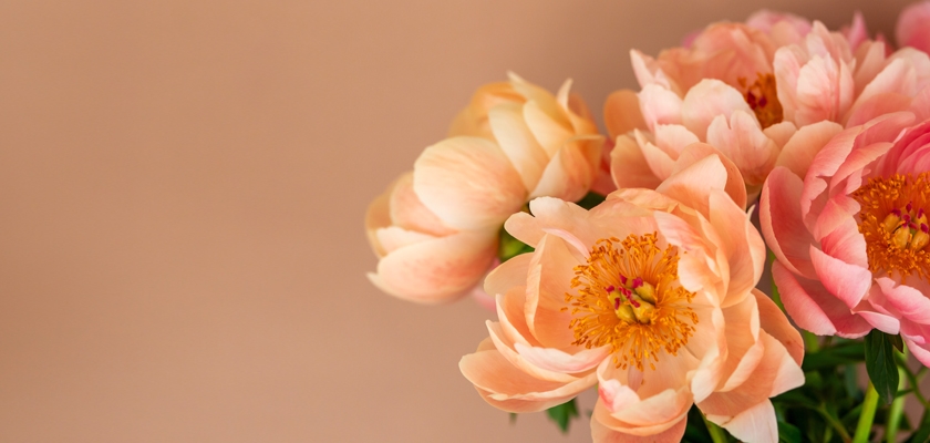 Soft peach peonies with delicate petals and vibrant center, set against a warm backdrop.