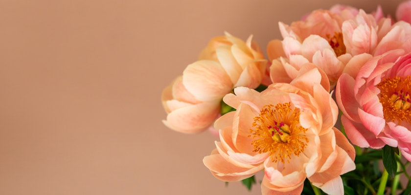 Soft peach peonies with delicate petals and vibrant center, set against a warm backdrop.