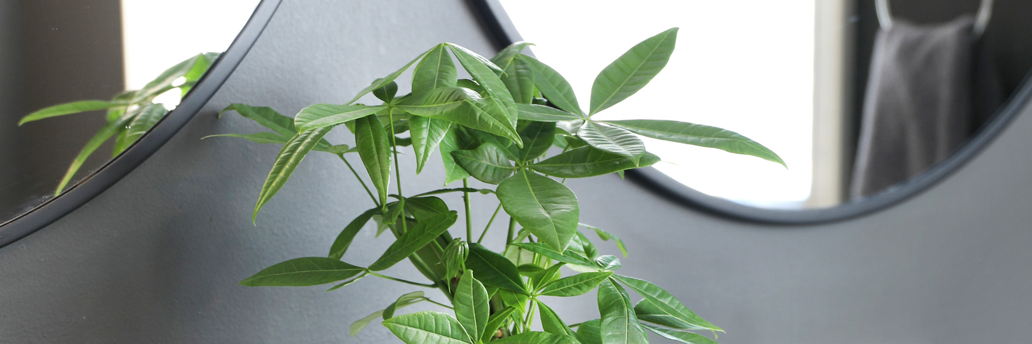 Lush green houseplant reflected in a stylish mirror, enhancing modern interior decor.