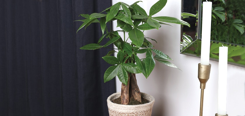 Potted indoor plant with lush green leaves adds a fresh touch to modern decor.