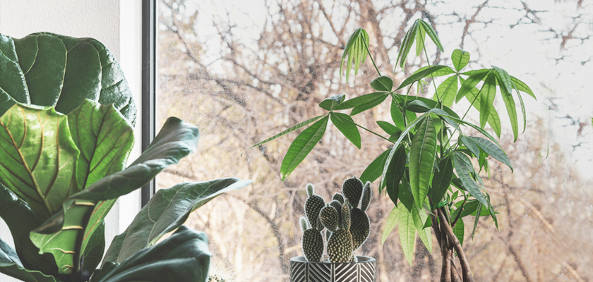Lush indoor plants including a fiddle leaf fig and a money tree by a sunlit window.