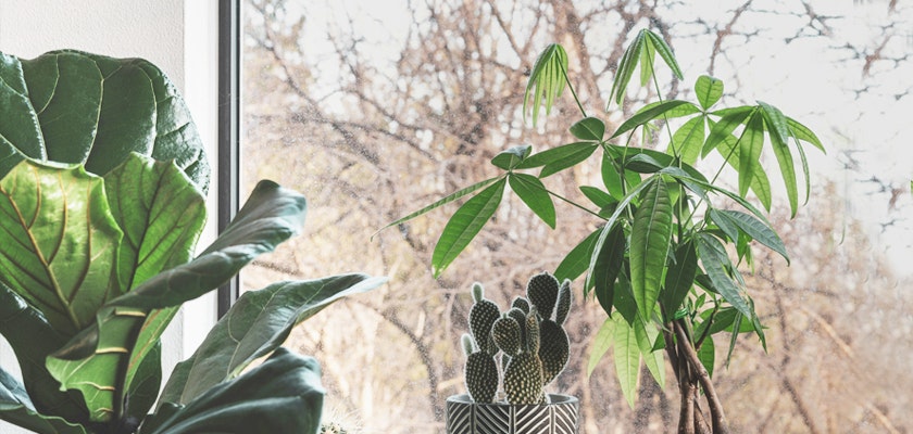 Lush indoor plants including a fiddle leaf fig and a money tree by a sunlit window.