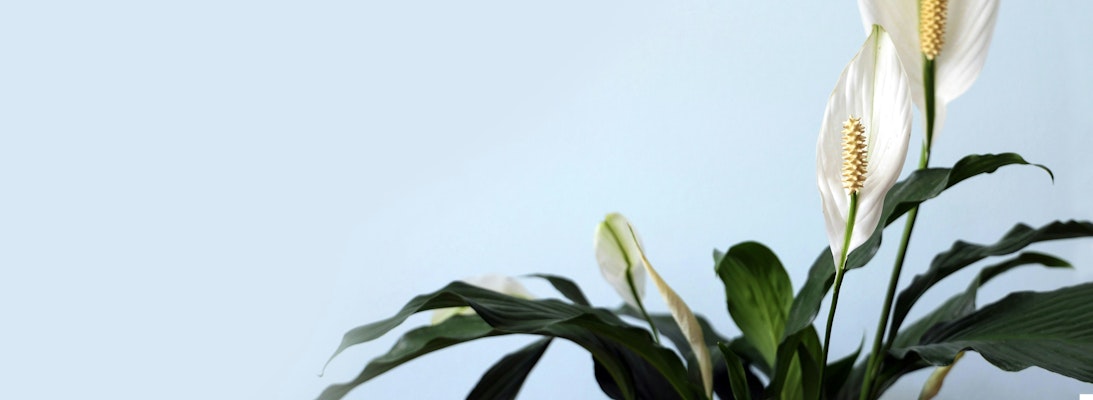 Elegant peace lily plant with striking white blooms and lush green leaves, perfect for home decor.