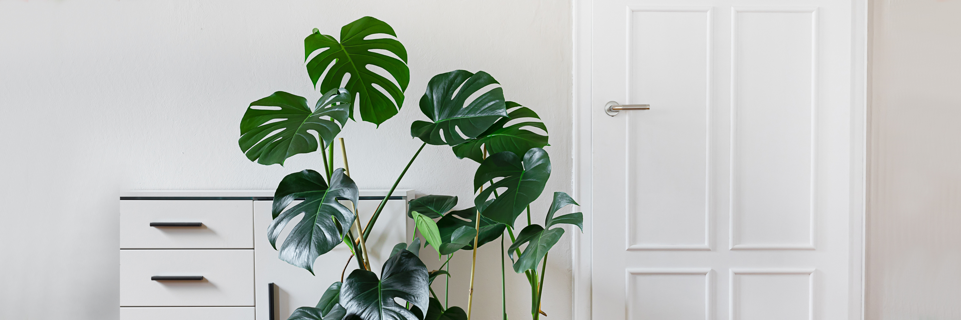 Lush green monstera plants in a stylish interior setting with a white door.