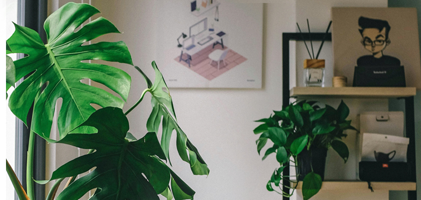 Lush green houseplants in a modern interior setting, enhancing the cozy atmosphere.