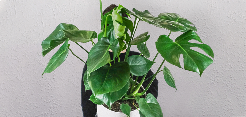Lush Monstera plant with vibrant green leaves in a stylish white pot, ideal for home decor.