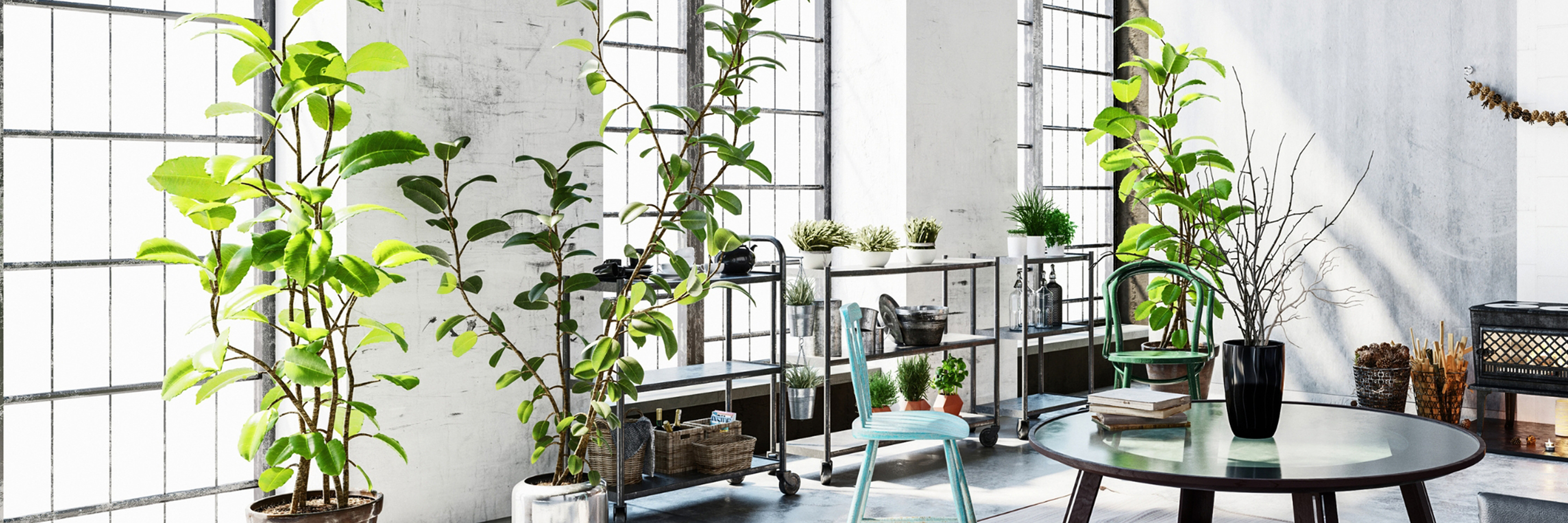 Bright indoor plants in a modern space with large windows, showcasing a fresh and airy vibe.
