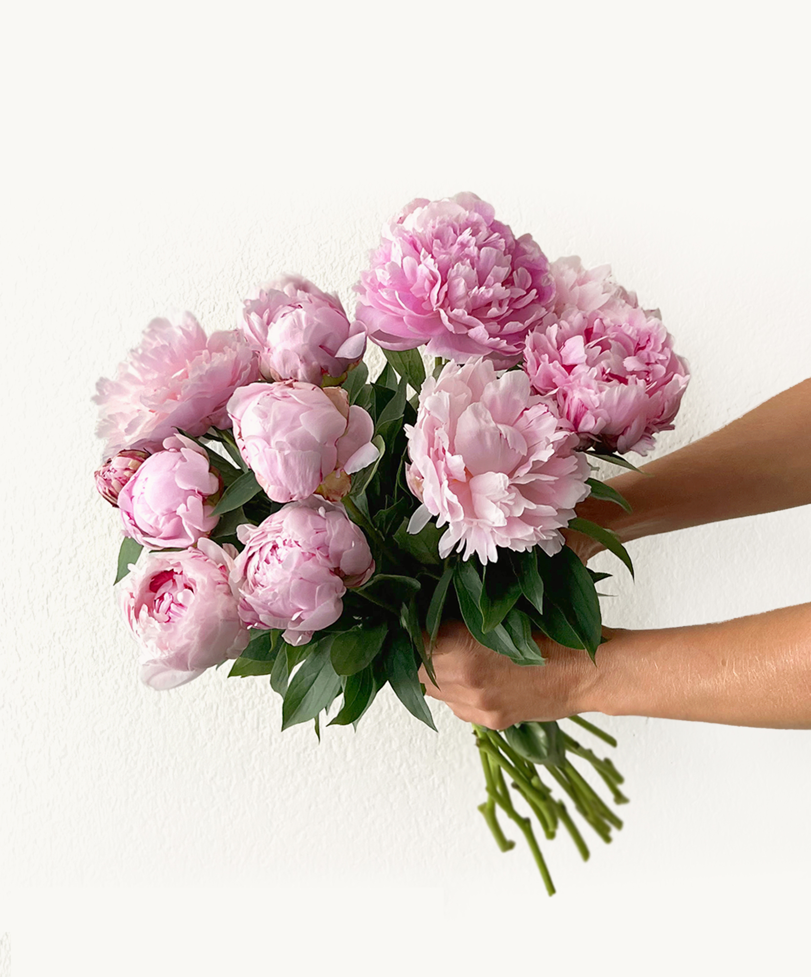 A vibrant bouquet of pink peonies being held against a soft background, perfect for celebrations.