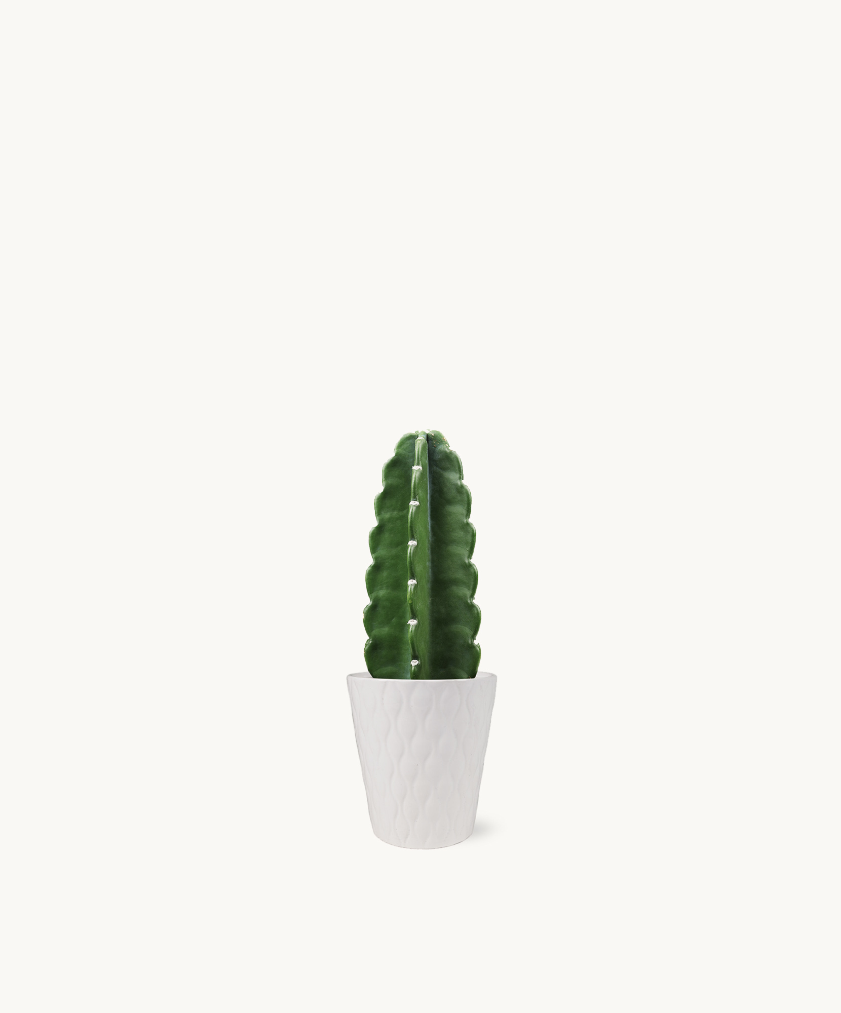 Stylish green cactus in a modern white pot, ideal for home decor and minimalist aesthetics.