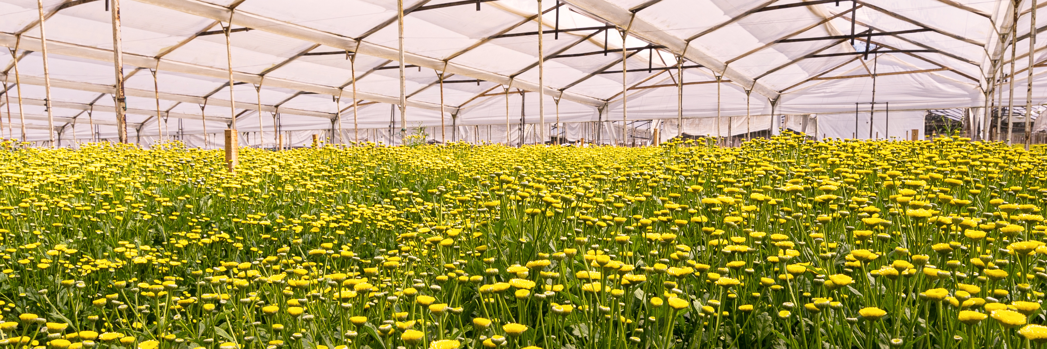 Vibrant yellow flowers blooming in a spacious greenhouse, showcasing a bright floral landscape.