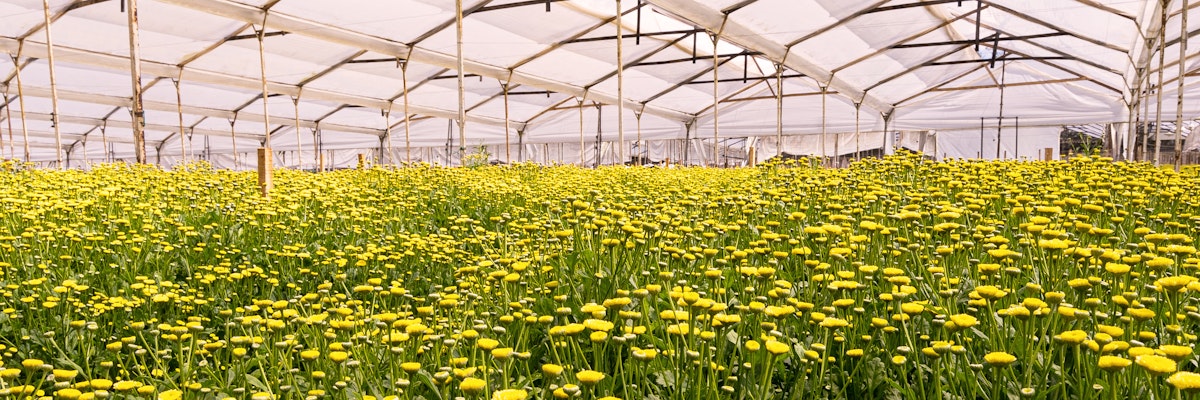 Vibrant yellow flowers blooming in a spacious greenhouse, showcasing a bright floral landscape.