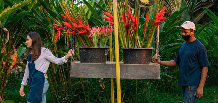 A woman and a man transporting vibrant tropical flowers in pots through a lush green setting.