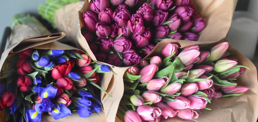 Vibrant bouquets of tulips in pink, purple, and blue, elegantly wrapped for special occasions.