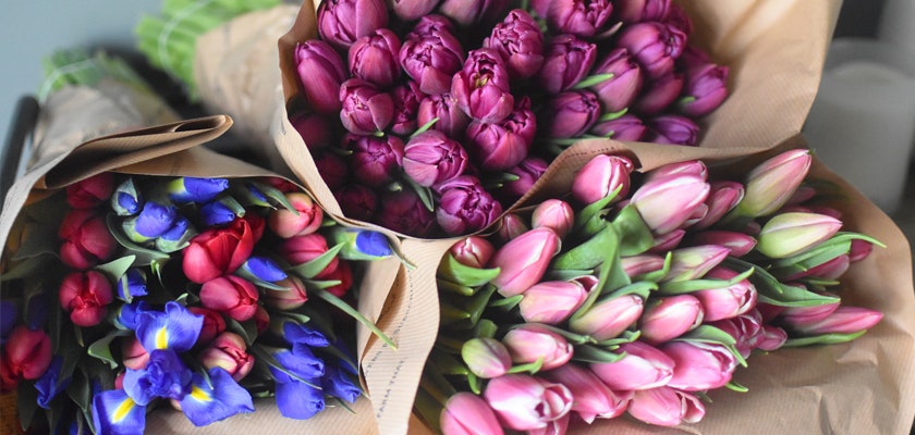 Vibrant bouquets of tulips in pink, purple, and blue, elegantly wrapped for special occasions.