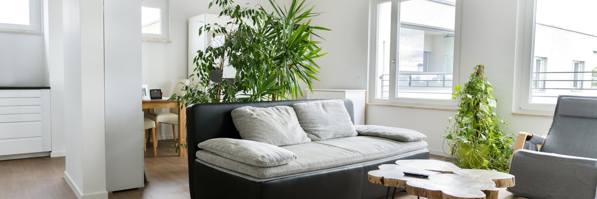 Bright and airy living room featuring a plush sofa, plants, and natural light.
