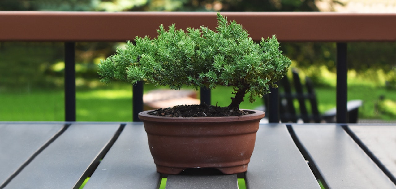 A beautifully shaped bonsai tree in a pot, set on a wooden table outdoors, surrounded by green nature.