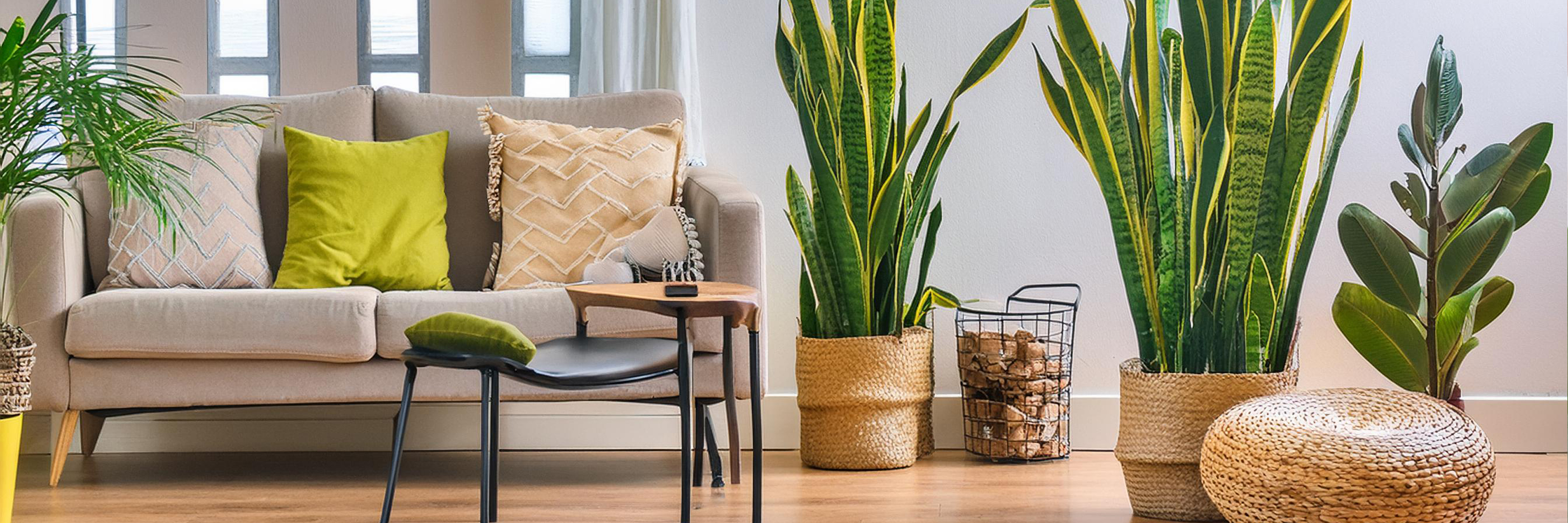 Modern living room with a stylish couch, vibrant cushions, and elegant indoor plants.