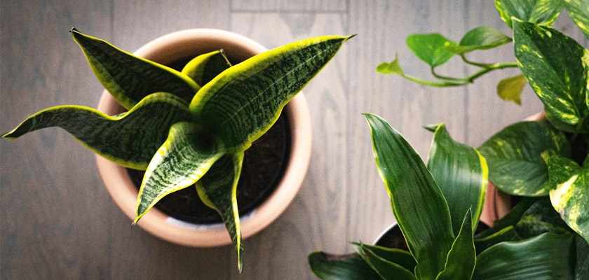 A vibrant arrangement of indoor plants featuring striking green leaves in stylish pots.