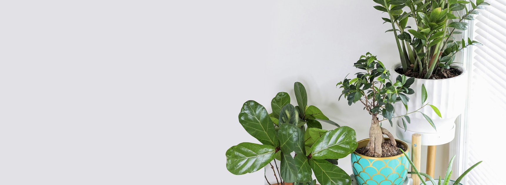 Indoor plants arranged in stylish pots, enhancing a bright and airy living space.