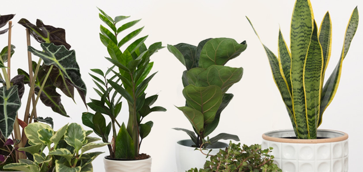 Snake Plant: Allergy-Reducing and Air-Purifying Benefits