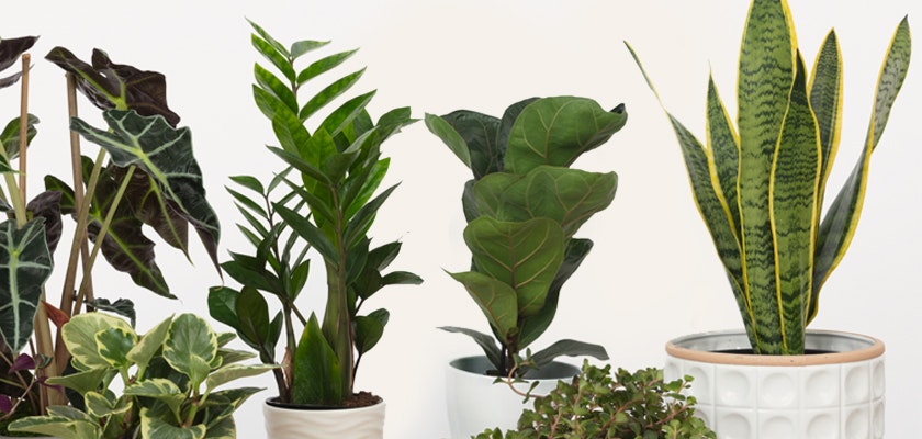 Indoor plants collection featuring various leafy greens in stylish pots, enhancing home decor.