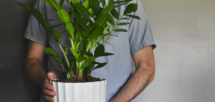 A person holding a vibrant ZZ plant in a stylish white pot, showcasing indoor greenery.