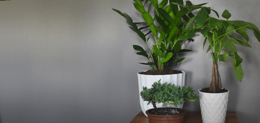 Two indoor plants in stylish pots, enhancing a modern home decor with greenery and aesthetic appeal.
