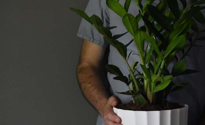 Indoor plant care with a lush green Zamioculcas zamiifolia in a stylish white pot.