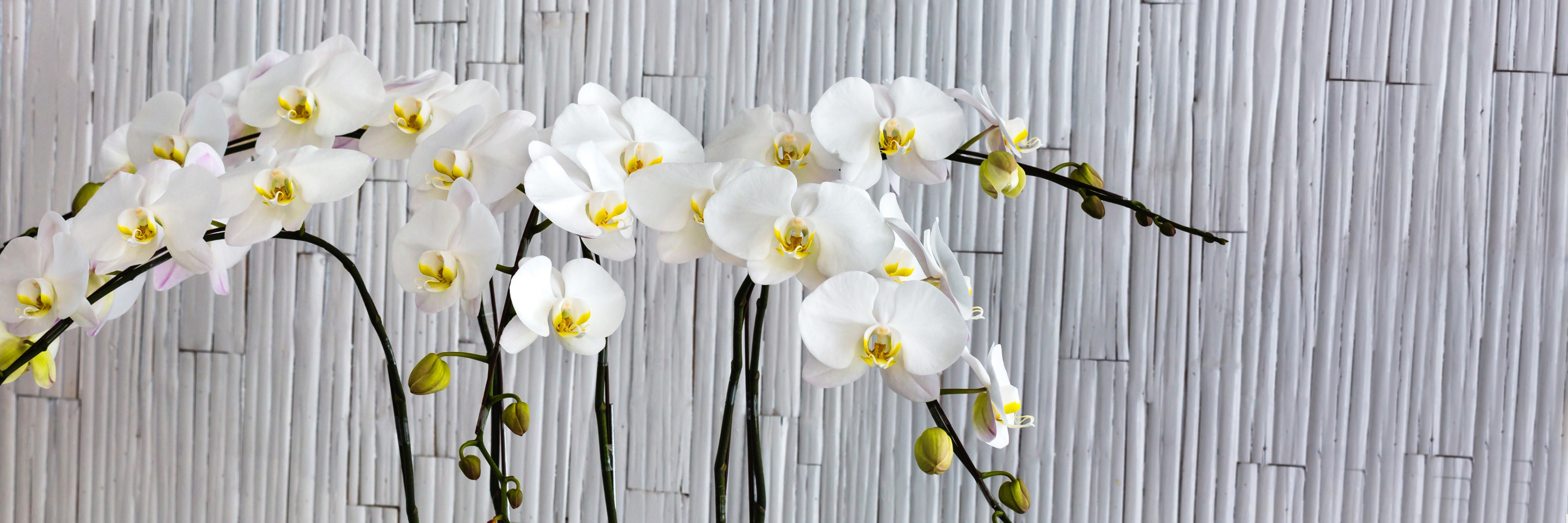 Elegant white orchids with yellow accents, gracefully displayed against a textured background.