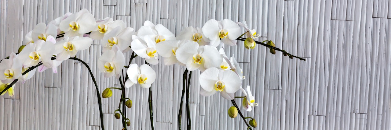 Elegant white orchids with yellow accents, gracefully displayed against a textured background.