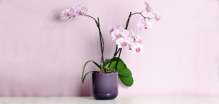 Elegant pink orchids in a purple pot, adding a touch of beauty to any decor.
