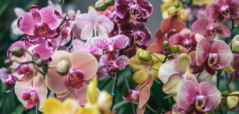An enchanting display of colorful orchids featuring shades of pink, yellow, and purple blooms.