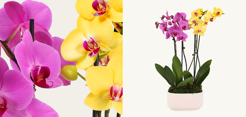 Vibrant orchids in pink and yellow hues elegantly arranged in a modern pot, enhancing any decor.