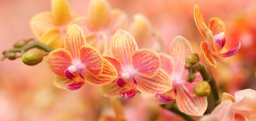 Vibrant orange and pink orchids in full bloom, showcasing delicate petals and lush greenery.