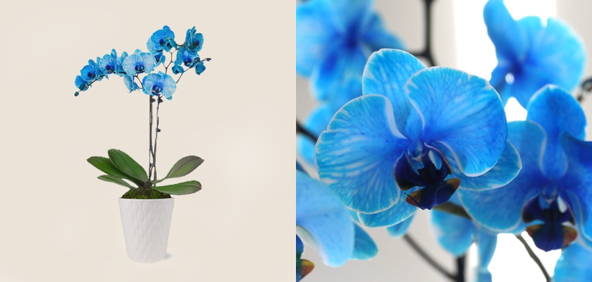 A vibrant blue orchid arrangement in a modern white pot, perfect for home decor.
