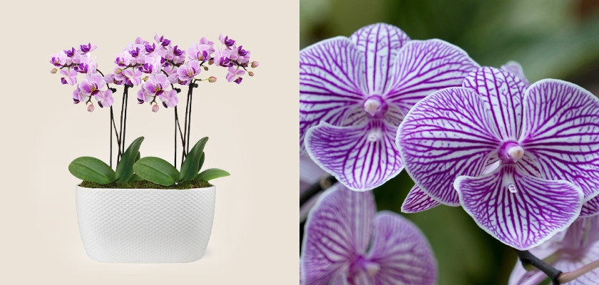 Elegant purple orchids in a stylish white planter, showcasing delicate blooms and lush green leaves.