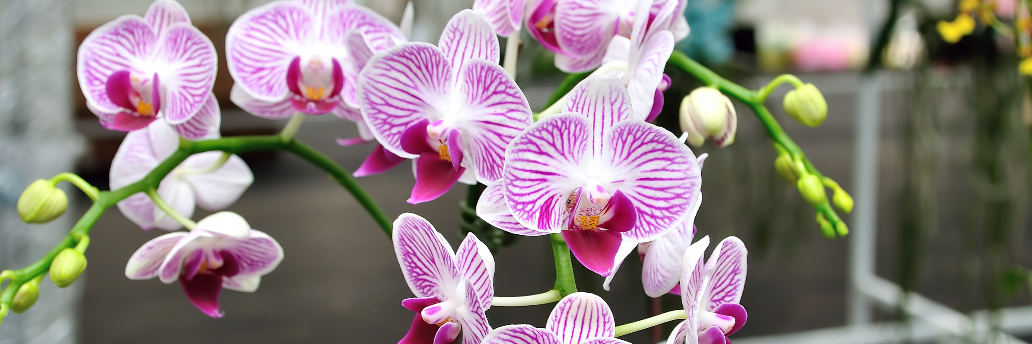Vibrant pink and white orchids in full bloom, showcasing their intricate patterns and elegance.