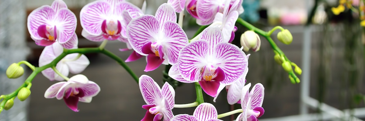 Vibrant pink and white orchids in full bloom, showcasing their intricate patterns and elegance.
