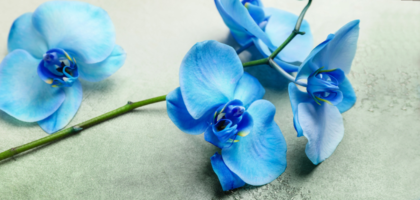 Vibrant blue orchids delicately arranged on a textured surface, showcasing elegant floral beauty.