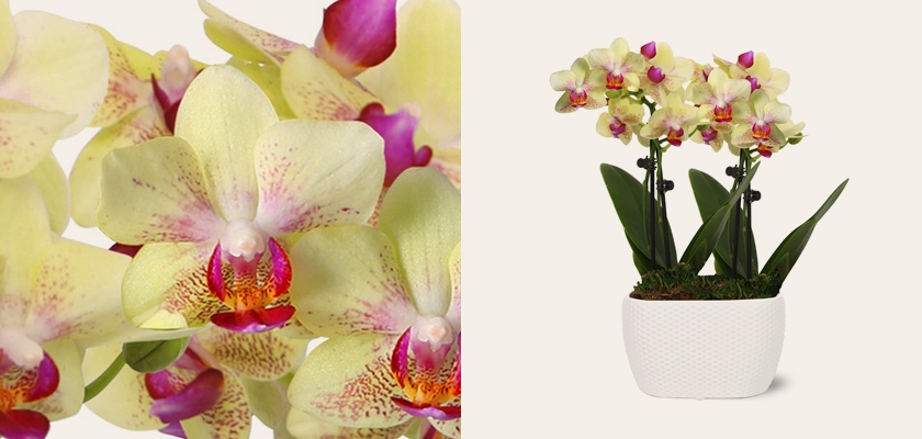 Vibrant yellow and pink orchids in a stylish white planter, adding elegance to any space.
