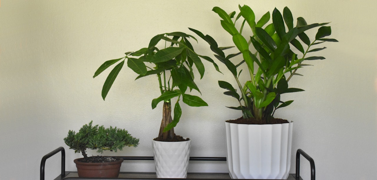 A stylish indoor plant display featuring a bonsai tree and lush green potted plants.