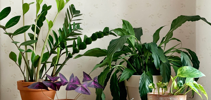 A vibrant indoor plant arrangement featuring various leafy greens and colorful foliage in pots.