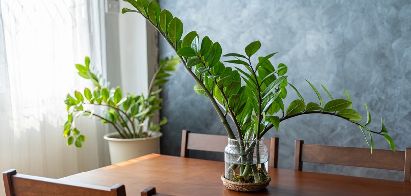 Vibrant indoor plants in stylish containers enhance a cozy, modern dining space.