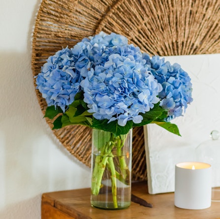A vibrant arrangement of blue hydrangeas in a glass vase on a wooden table.