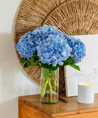 A vibrant arrangement of blue hydrangeas in a glass vase on a wooden table.
