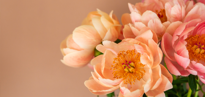 Delicate peach peonies with golden centers, elegantly arranged against a soft background.