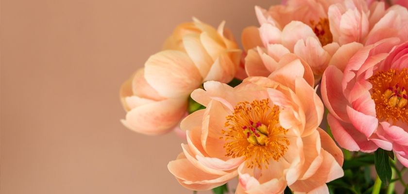 Delicate peach peonies with golden centers, elegantly arranged against a soft background.
