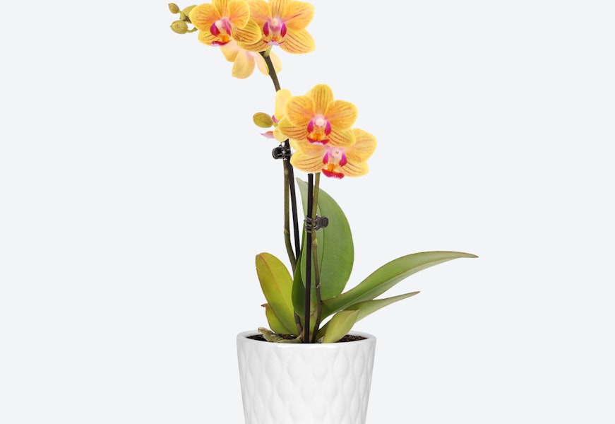 Bright yellow orchids in a sleek white pot, adding elegance to any indoor space.
