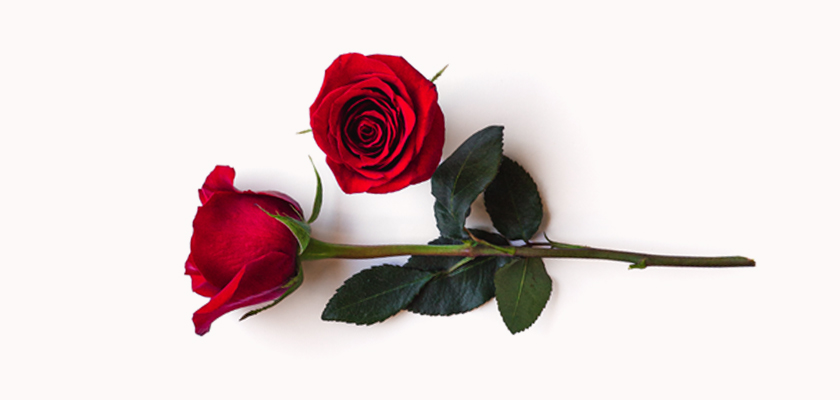 Two vibrant red roses with lush green leaves arranged elegantly on a soft background.